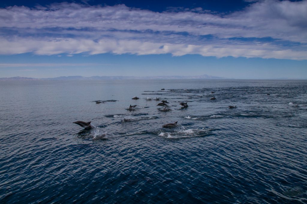 Dolphin Mega Pod
