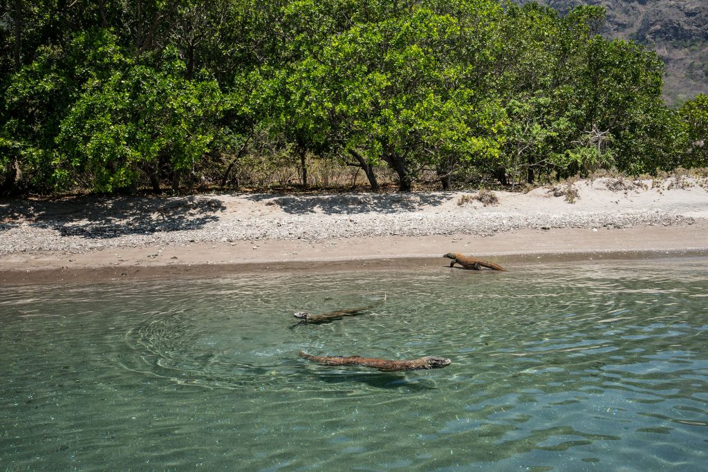 Komodo Warane
