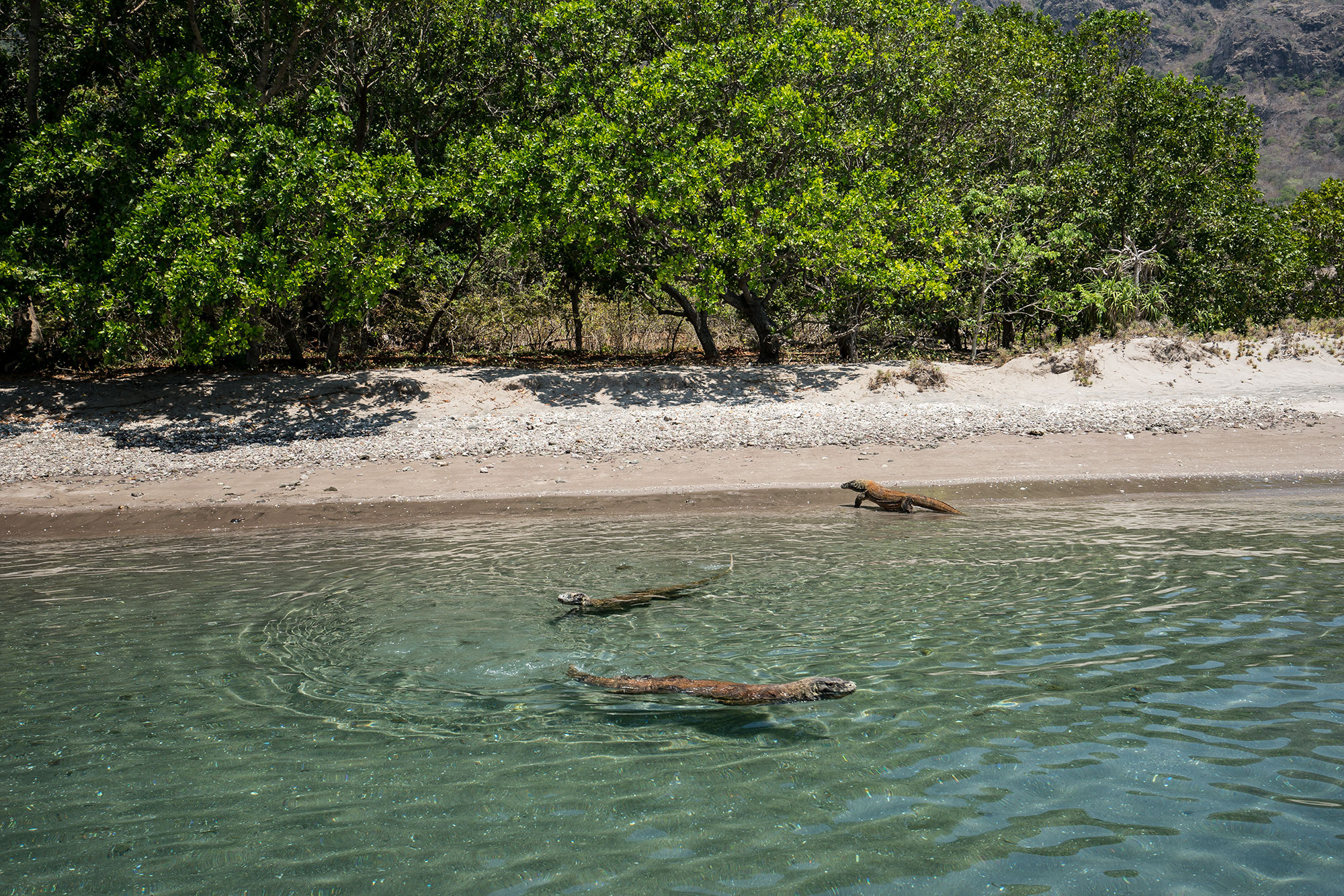 Komodo Warane
