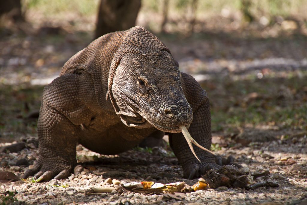 Komodo dragon