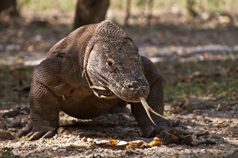 Komodo dragon