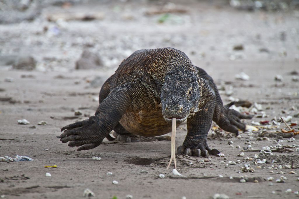 Komodo Dragon