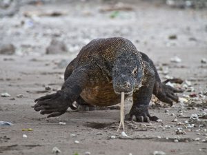Komodo