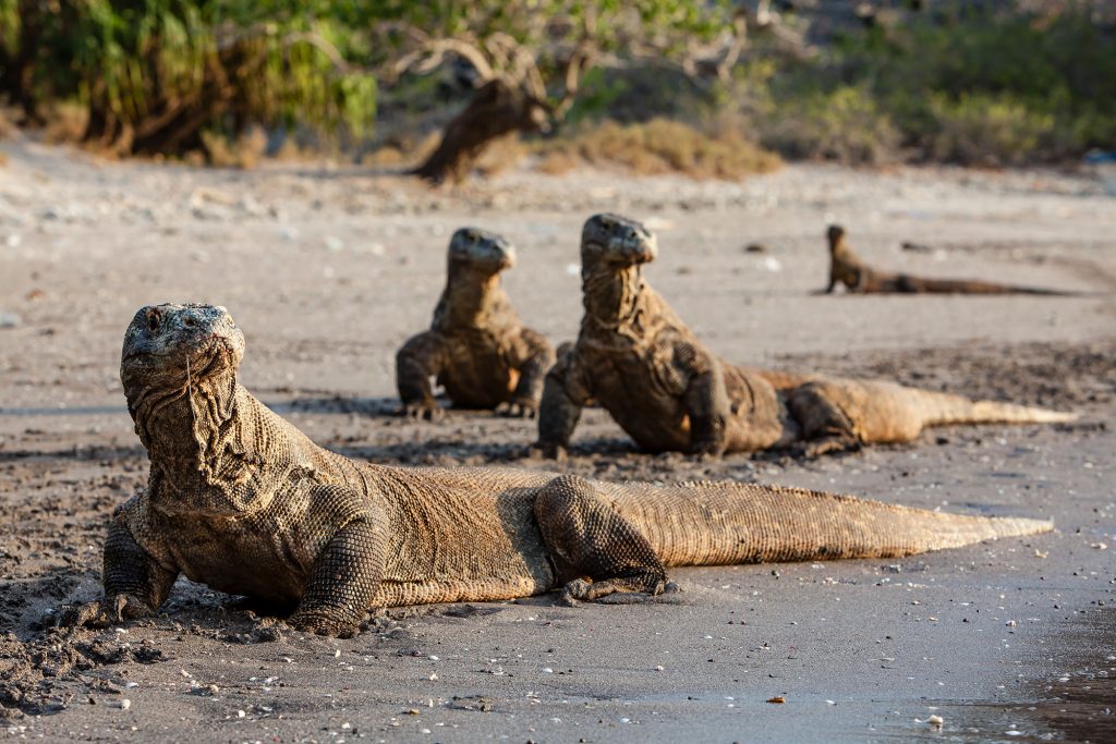 dragons southkomodo