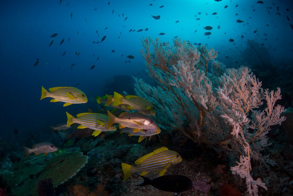 facher snapper