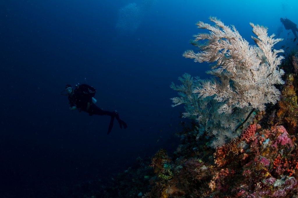 faecher diver