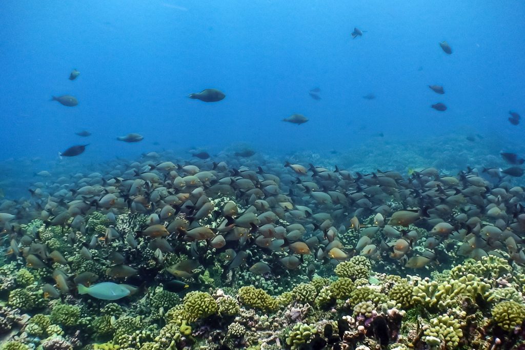 Snapper Schooling