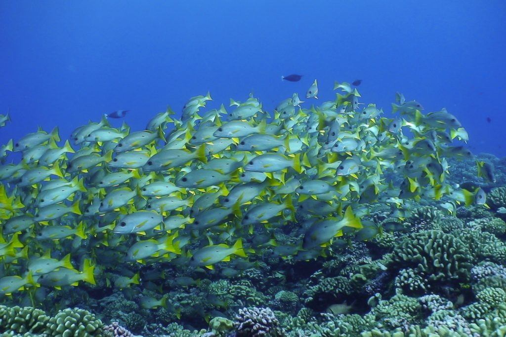 Yellow Snappers