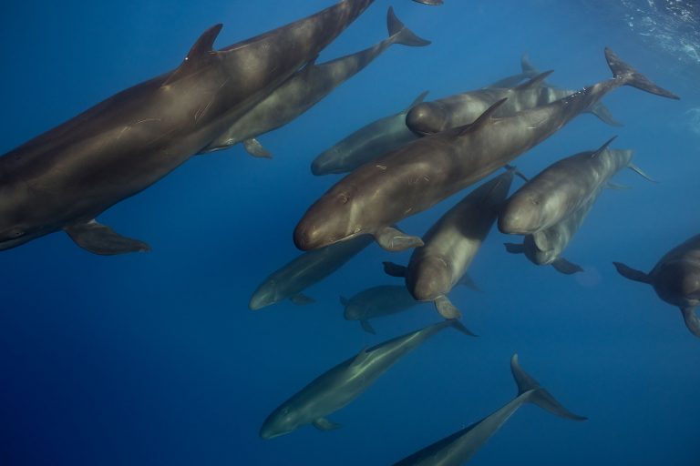 False Killerwhales