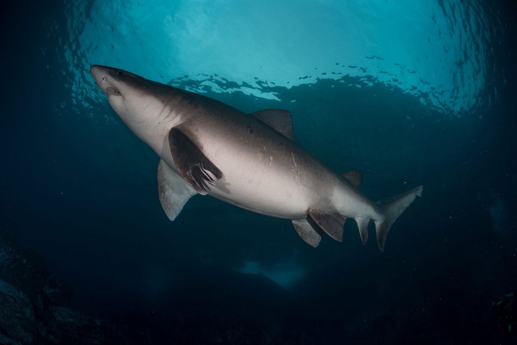 Ferox Shark Malpelo