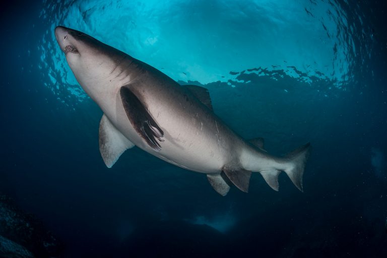 14 Tage Malpelo Expedition mit der Ferox