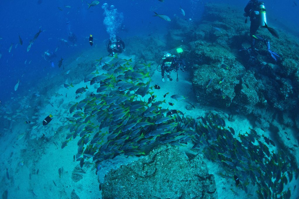 Fisch Gruppe