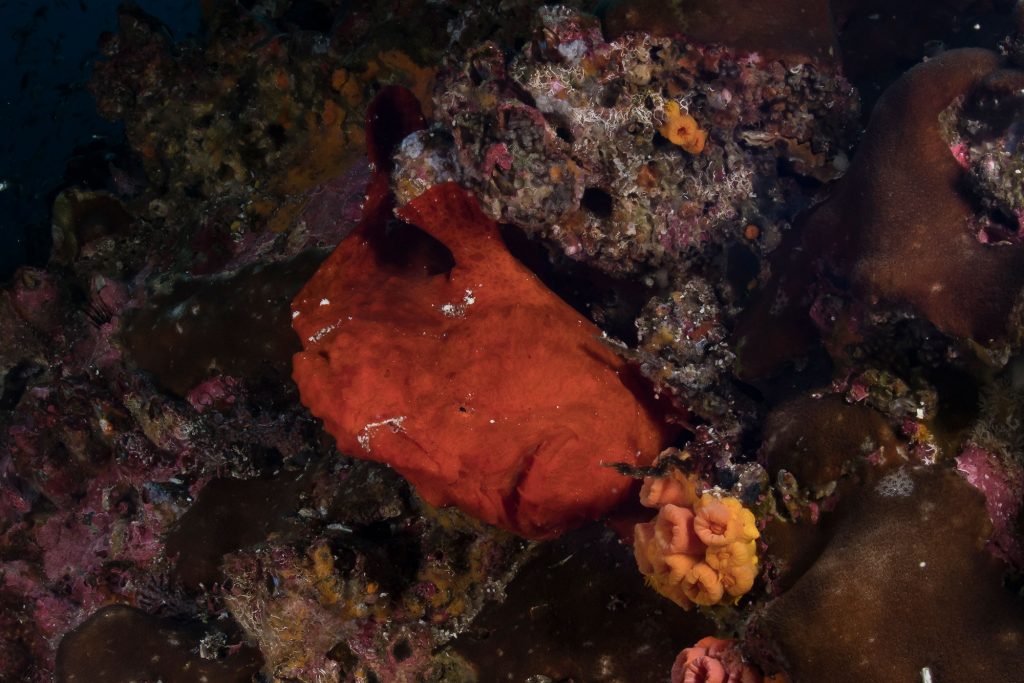 Frogfish Malpelo