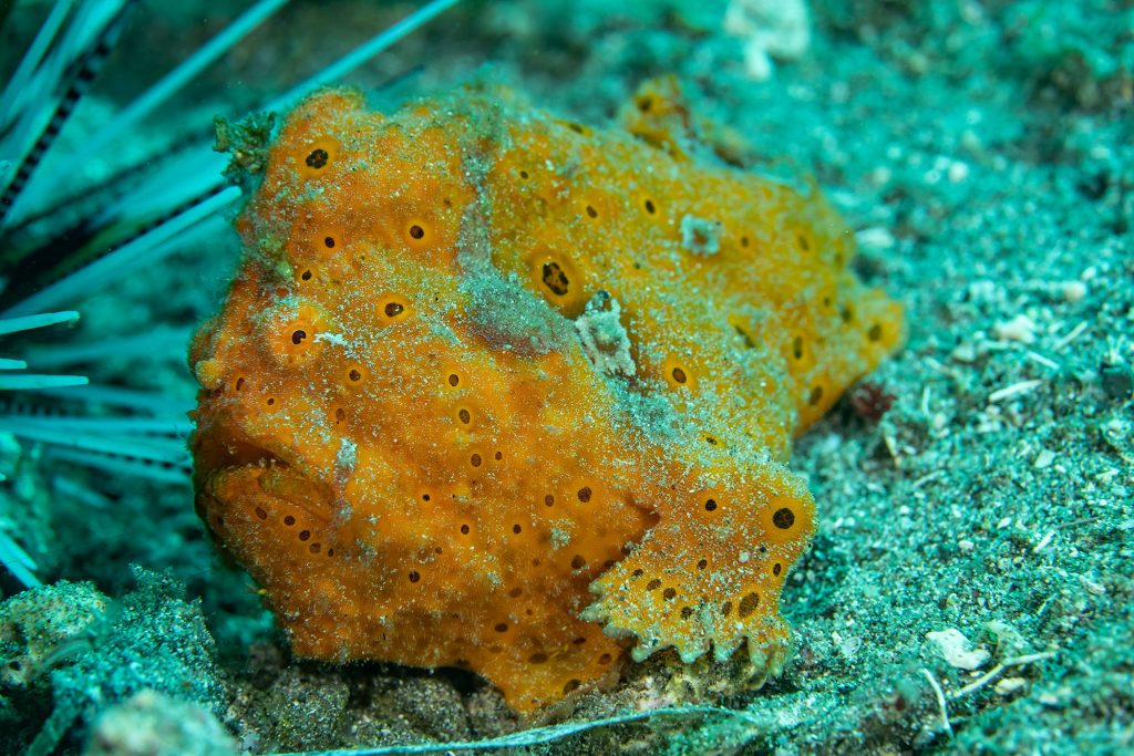 Halmahera Frogfish