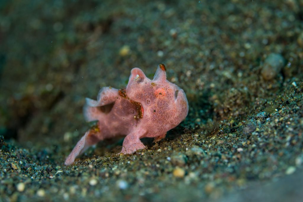 frogfish small