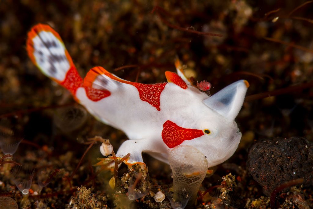 Frogfish