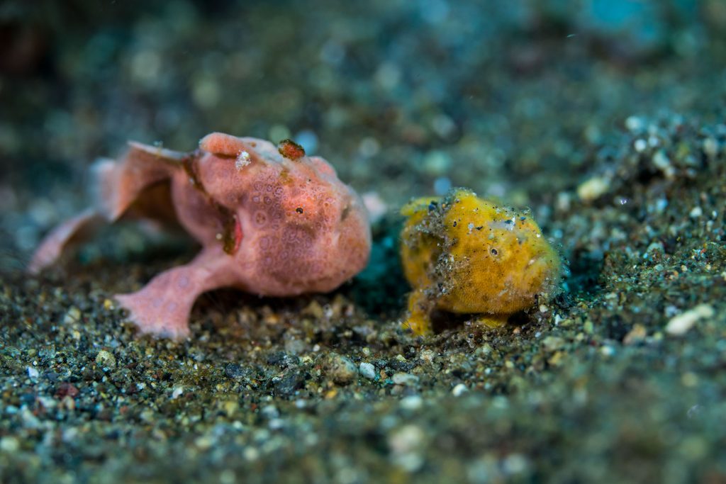 Frogfish Alor