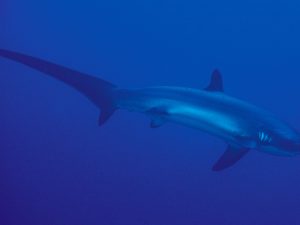 Malapascua