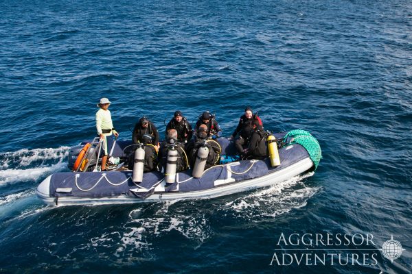 galapagos aggressor panga