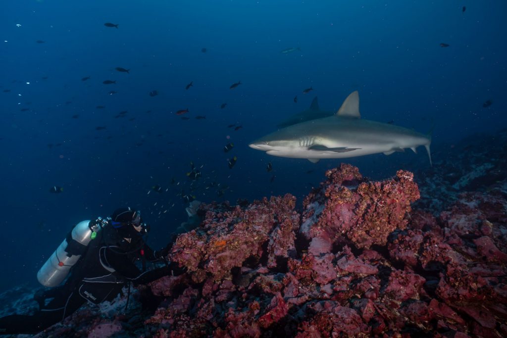 Xenia mit Galapagoshark