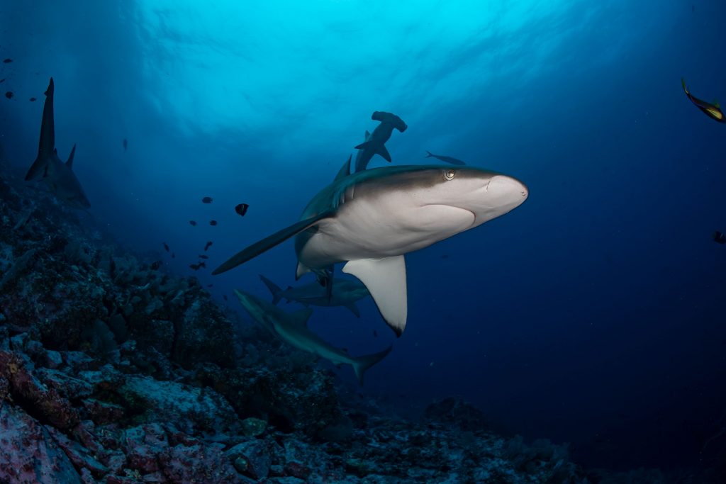 Galapagos Sharks