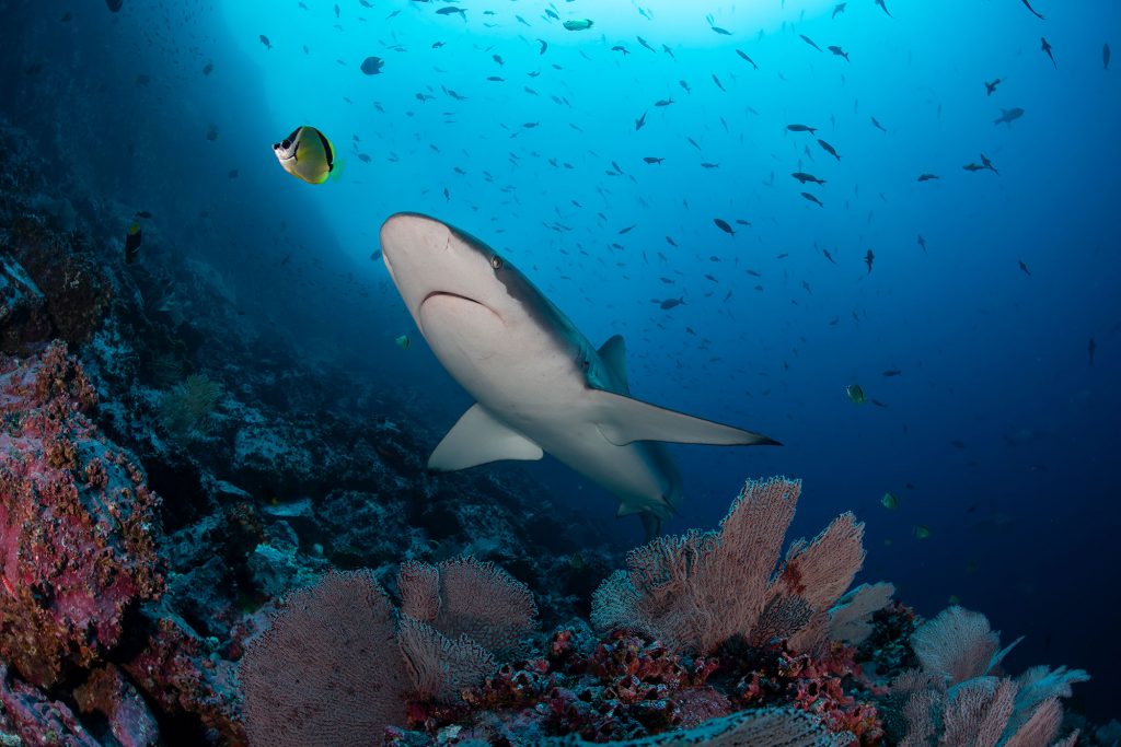 Galapagos Shark