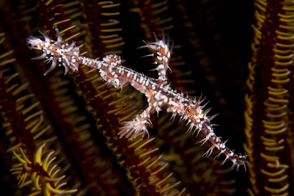 fetzenfische