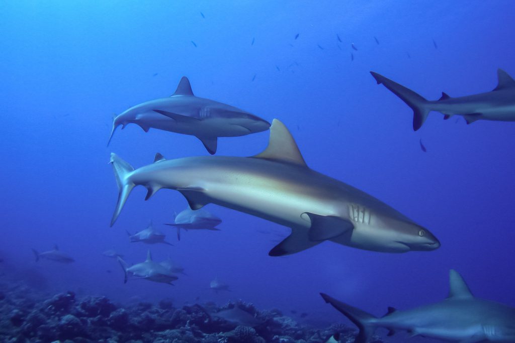 Greysharks Fakarava