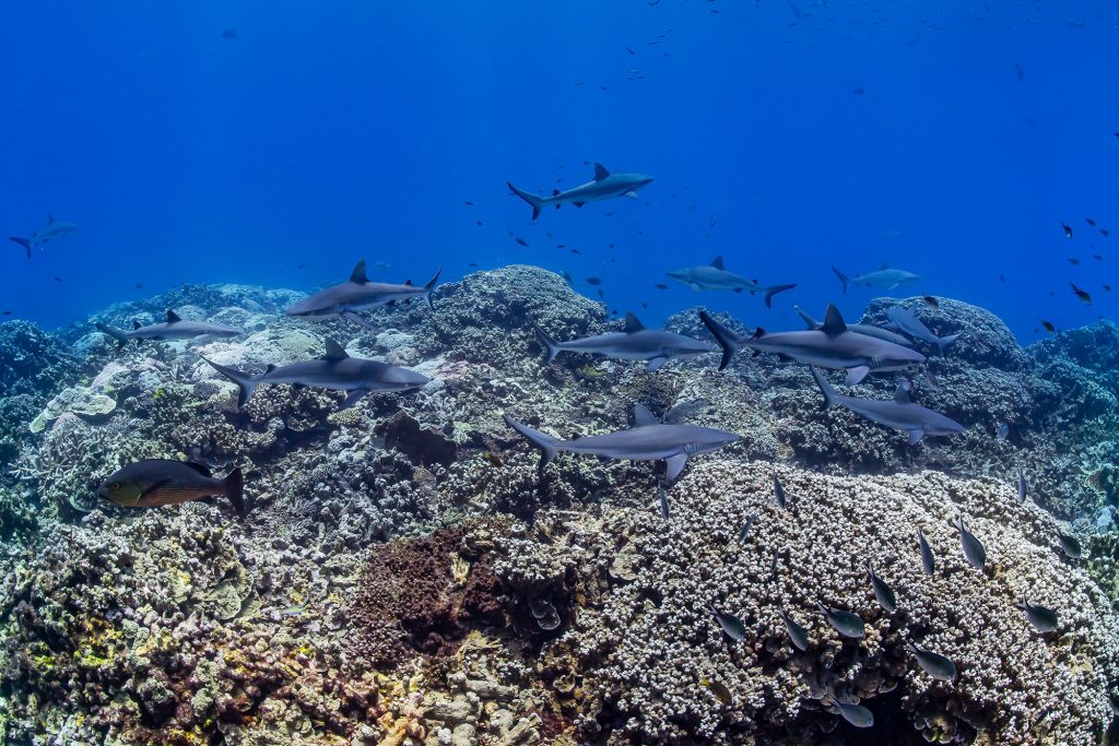 Grey Sharks Coral Head