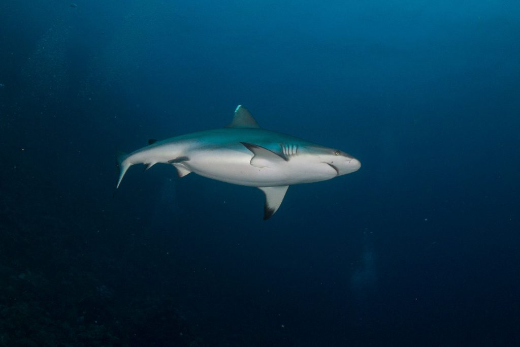 grey reefshark