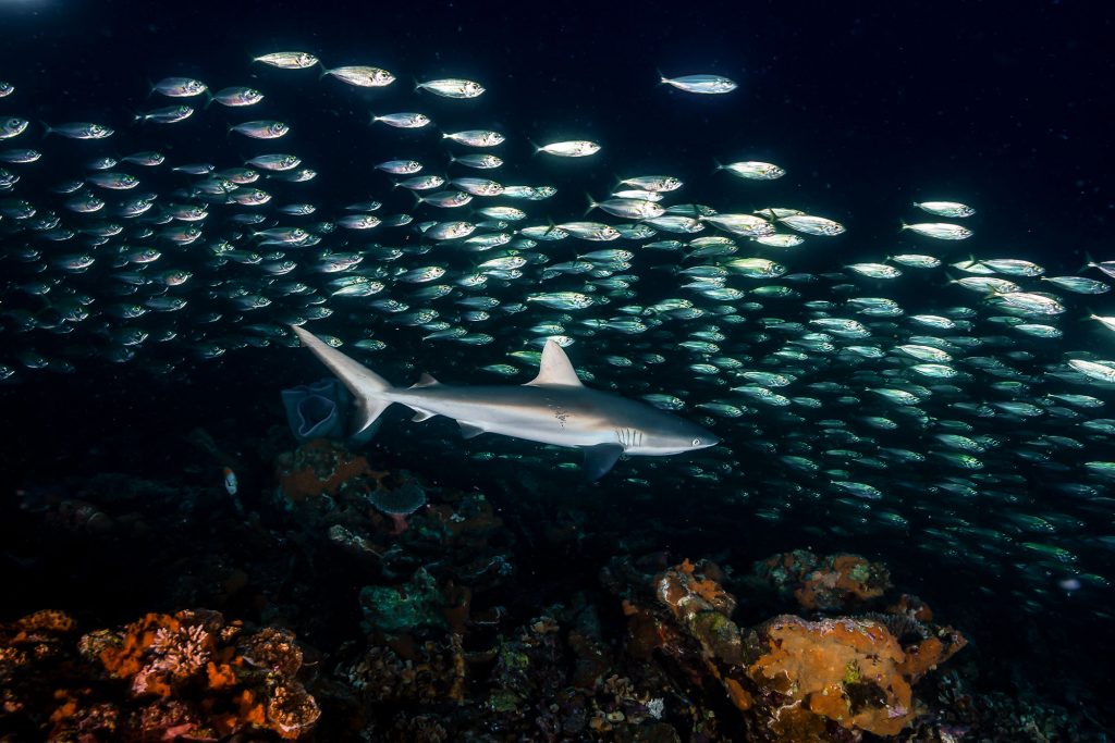 Shark by Night