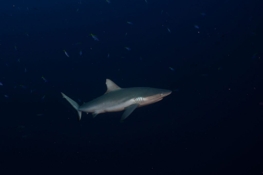 greyshark2