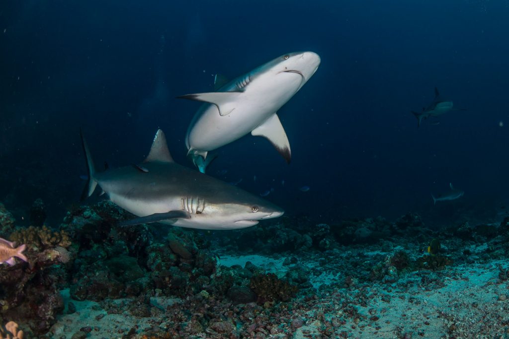 Grauhaie Palau