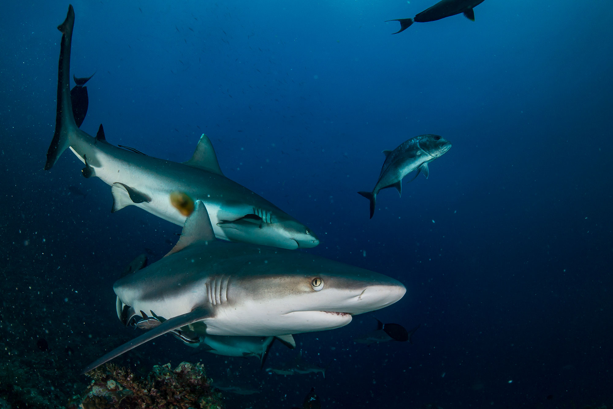 Sondertouren 2027 8 greysharks32