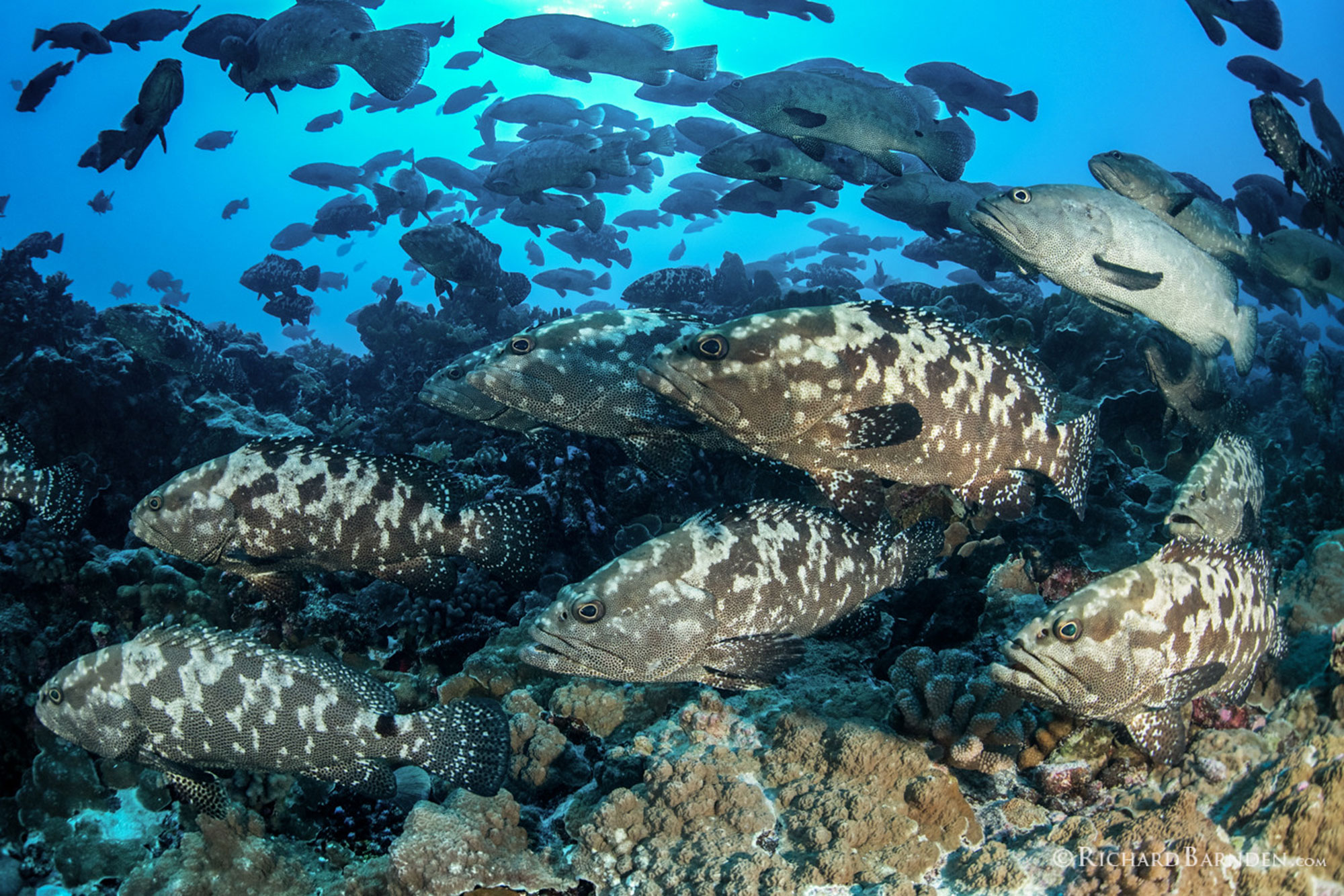 grouper fakarava