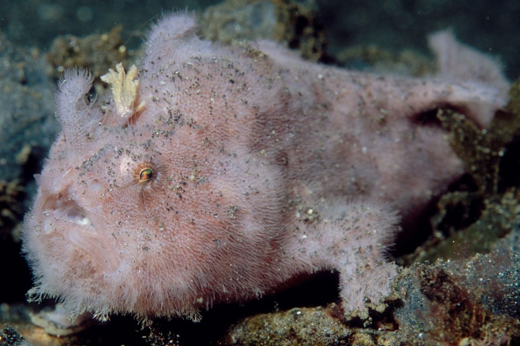Hairy Frogfish