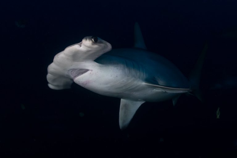 Hammerhai Dive close up