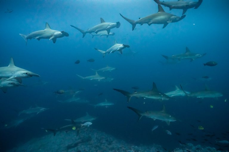 14 Tage Malpelo Tauchsafari mit der Ferox