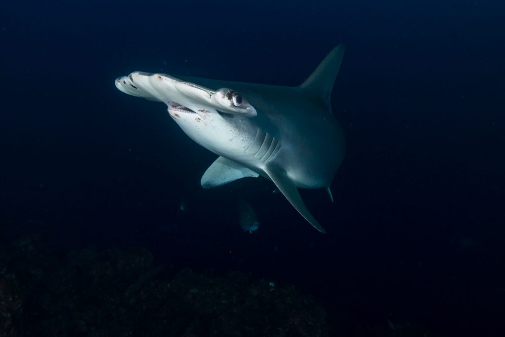 hammerhead6