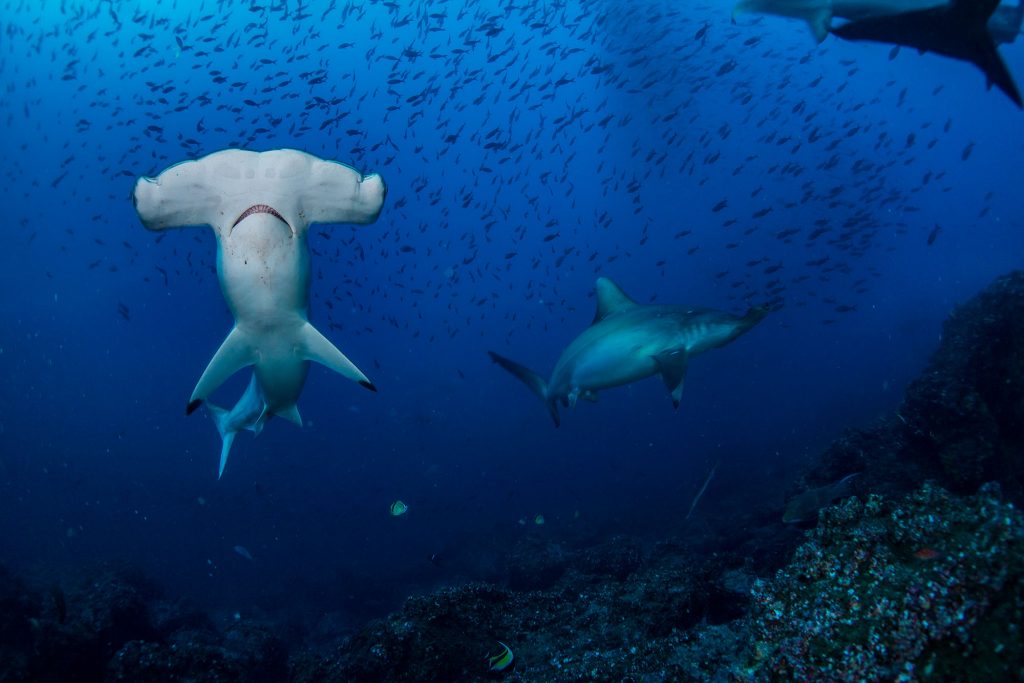 Hammerhaie Galapagos