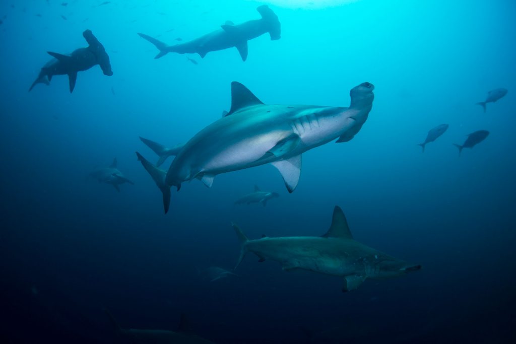 Hammerhaie Galapagos