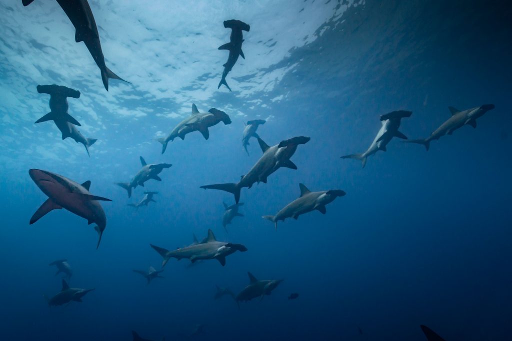 Hammerhai Schule Malpelo