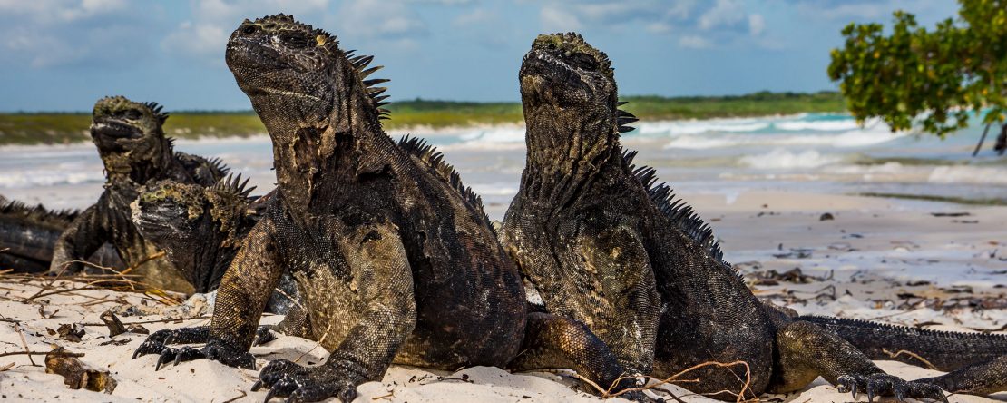 Marine Iguanas