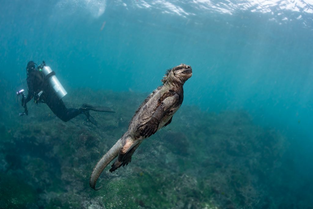 Godzilla Galapagos