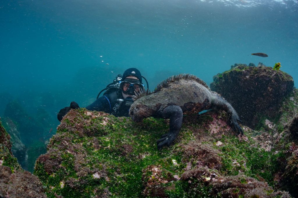 Iguana Diver