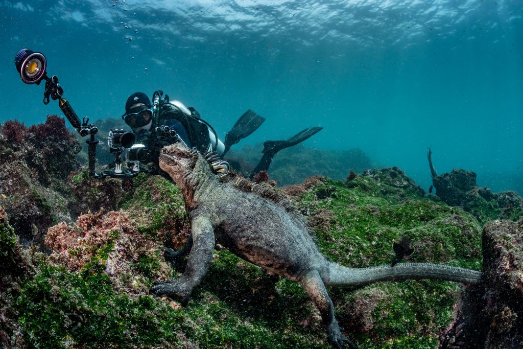 Iguana with Diver