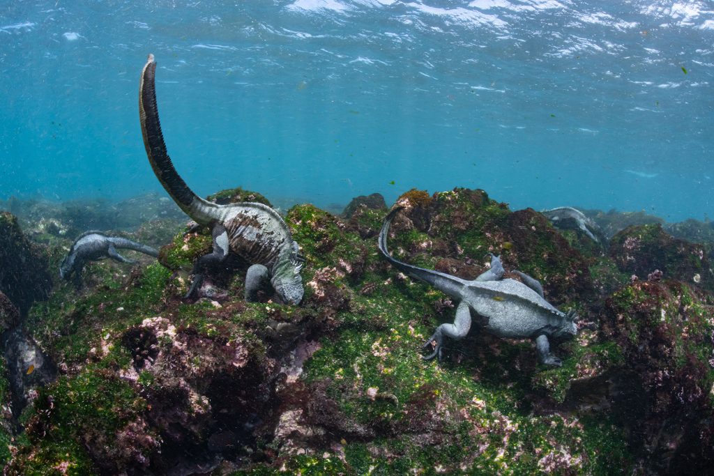 Iguanas beim Fresse