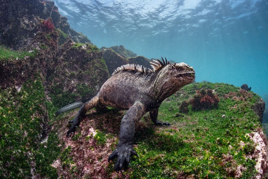 Marine Iguana
