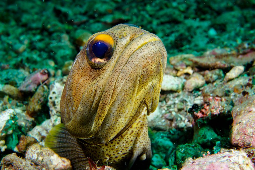 Nautilus Gallant Lady 9 Jawfish