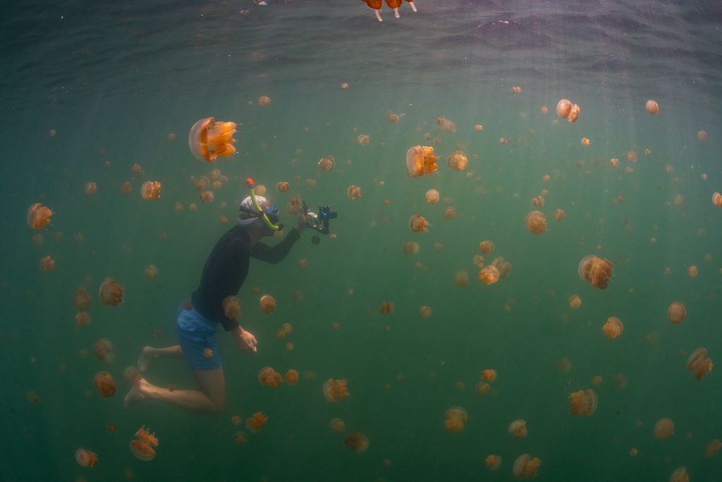 Jelly Fish Lake